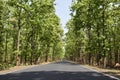 Jhargram road or spring time jangalmahal road