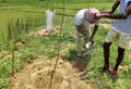 Two people plant a tree together outdoors and protect it with net