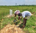 Two people plant a tree together outdoors and protect it with net