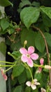 Jhumka Flower