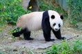 Jia Jia the female panda walking in its enclosure