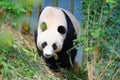 Jia Jia the female panda walking in its enclosure Royalty Free Stock Photo