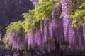 Jiading Wisteria Park Royalty Free Stock Photo