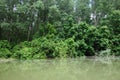 Spring vegetation on the shores of the Jianu arm