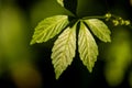 Jiaogulan, Chinese herb for longevity Royalty Free Stock Photo