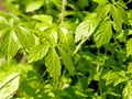 Jiaogulan, Chinese herb for longevity Royalty Free Stock Photo