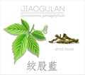 Jiaogulan. Gynostemma pentaphyllum. Royalty Free Stock Photo