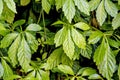 Jiaogulan, herb of longevity Royalty Free Stock Photo