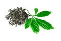 Jiaogulan leaf or immortality herb jiaogulan plant dried on white background