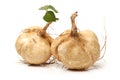 Jicama Royalty Free Stock Photo