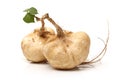 Jicama Royalty Free Stock Photo