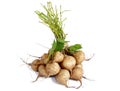 Jicama isolated on white background. Royalty Free Stock Photo