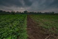 Jicama plant in the plantation in the beautiful morning