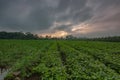 Jicama plant in the plantation in the beautiful morning