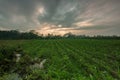 Jicama plant in the plantation in the beautiful morning