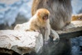 Baby Monkey With Mother