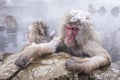 Jigokudani snow monkey bathing onsen hotspring famous sightseein Royalty Free Stock Photo