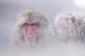 Jigokudani snow monkey bathing onsen hotspring famous sightseein