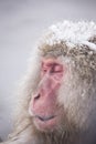 Jigokudani snow monkey bathing onsen hotspring famous sightseein