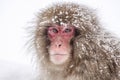 Japanese snow monkey shooting in winter