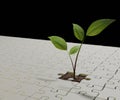 jigsaw with a plant is seedling from the soil Royalty Free Stock Photo