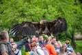 Jihlava, Czech Republic - 10.7.2022: People are watching the eagle latin name Haliaeetus albicilla in the fly