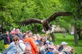 Jihlava, Czech Republic - 10.7.2022: People are watching the eagle latin name Haliaeetus albicilla in the fly
