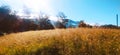 Sun and grass Royalty Free Stock Photo