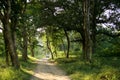 Jim corbett national park . india