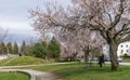 Jim Everett Memorial Park in spring time. Vancouver, BC, Canada Royalty Free Stock Photo