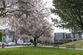 Jim Everett Memorial Park in spring time. Vancouver, BC, Canada Royalty Free Stock Photo