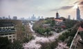 Cherry blossoms in Jiming Temple of Nanjing