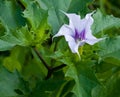 Jimson Weed Royalty Free Stock Photo