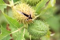 Jimson weed Royalty Free Stock Photo