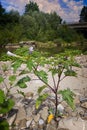 Jimson weed Datura stramonium or Thorn apple Royalty Free Stock Photo