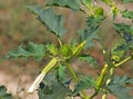 Jimson Weed plant with white flower and pods, Datura stramonium, Royalty Free Stock Photo