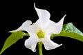 Jimsonweed Royalty Free Stock Photo