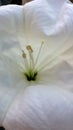 Jimsonweed aka Devil`s Trumpet Flower Datura stramonium is a desert flower. Royalty Free Stock Photo