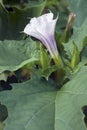 Close-up image of Jimsonweed flower and leaves Royalty Free Stock Photo