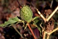 Jimsonweed Fruit   34744 Royalty Free Stock Photo