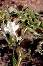 Jimsonweed   34739 Royalty Free Stock Photo