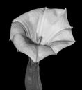 Jimson weed flower monochrome Royalty Free Stock Photo