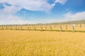 Jin Cancan`s heavy rice under the blue sky and white clouds.