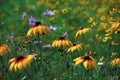 Rudbeckia laciniata