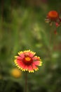 Rudbeckia laciniata