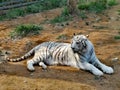 White Tiger @ Jinan Wildlife World, Shandong China