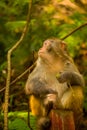 Golden monkey at Jinbian stream in Zhangjiajie Wulingyuan Royalty Free Stock Photo