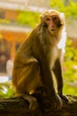 Golden monkey at Jinbian stream in Zhangjiajie Wulingyuan Royalty Free Stock Photo