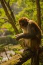 Golden monkey is looking at a leaf at Jinbian stream in Zhangjiajie Wulingyuan Royalty Free Stock Photo