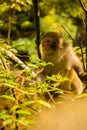 Golden monkey at Jinbian stream in Zhangjiajie Wulingyuan Royalty Free Stock Photo